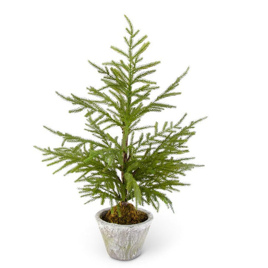 Pine Tree in Gray Pot