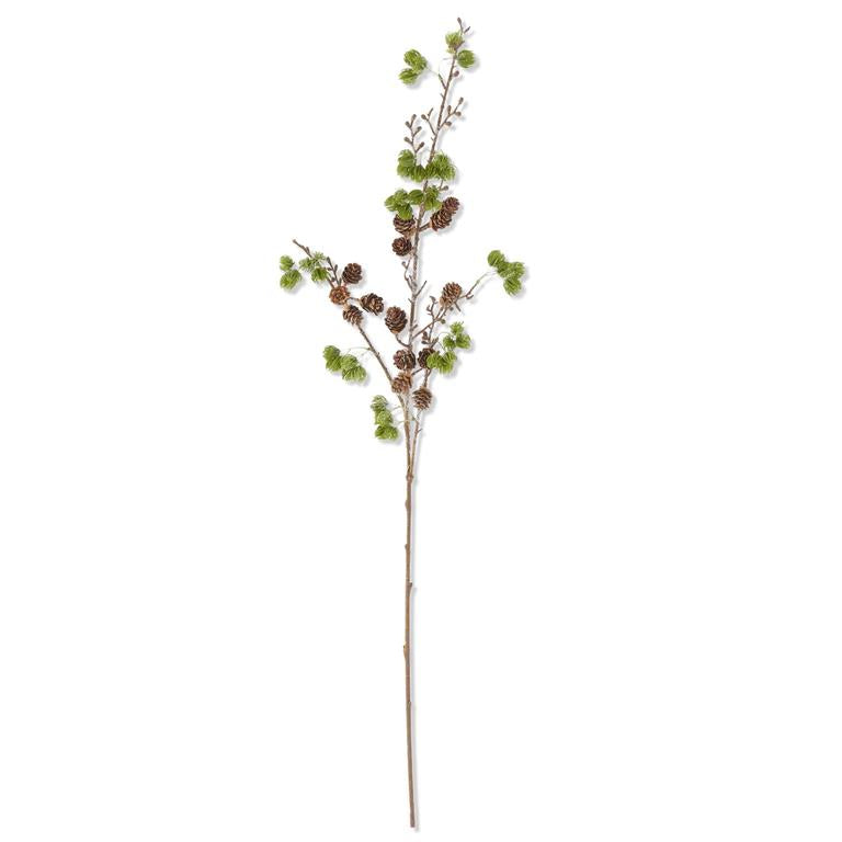Larch Pine Stem With Pinecones