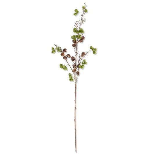 Larch Pine Stem With Pinecones