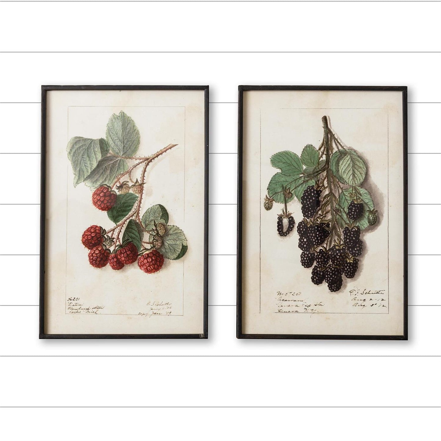 Blackberries & Raspberries Framed Prints