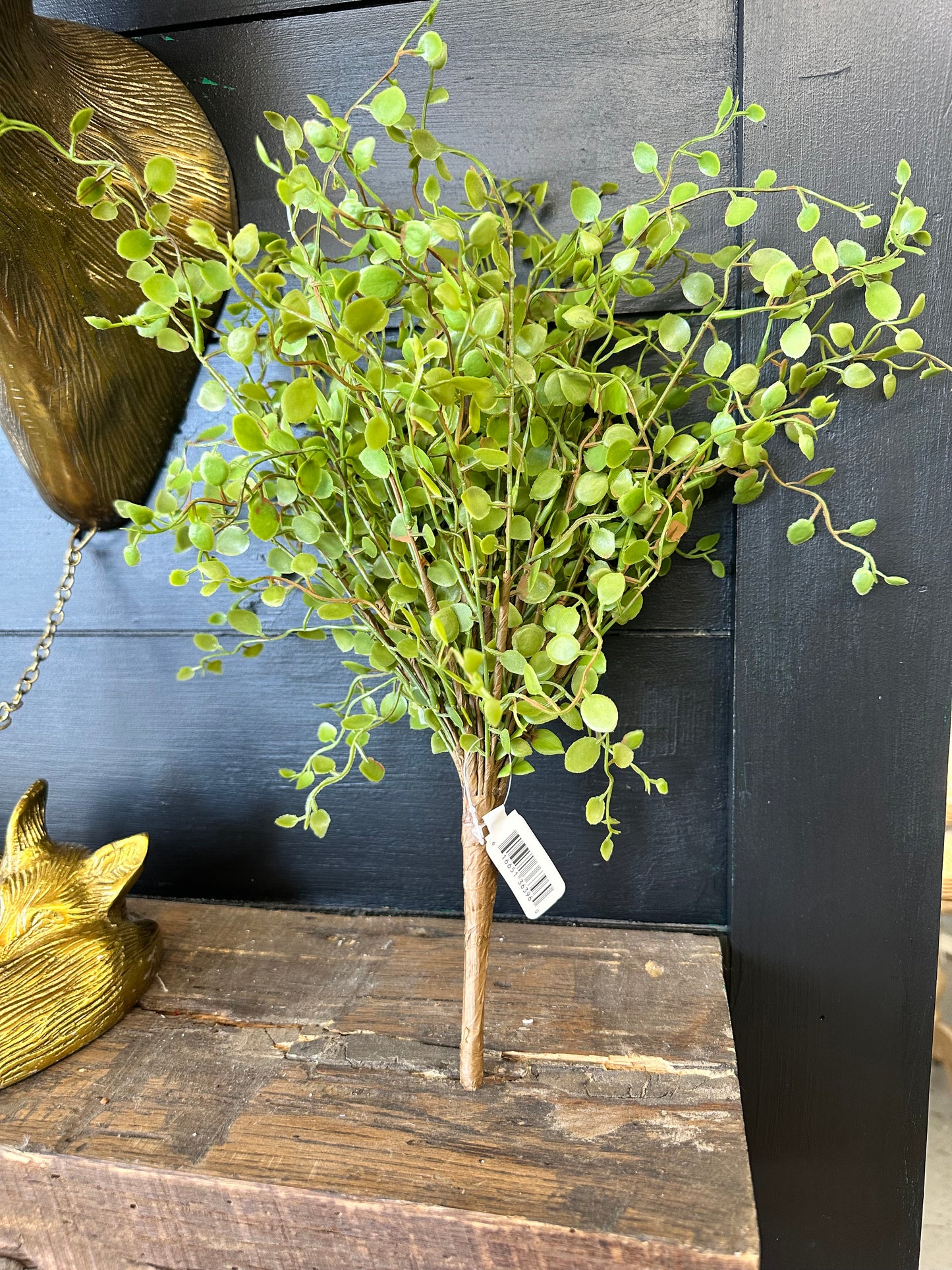 Button Leaf Bush
