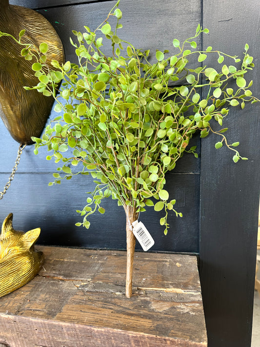 Button Leaf Bush