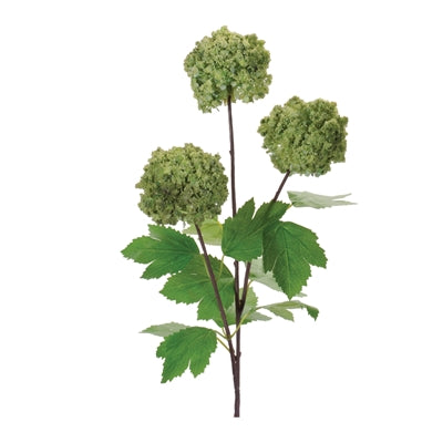 Snowball Branch