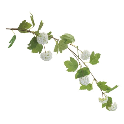White Snowball Branch