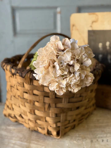Lace Revival Hydrangea