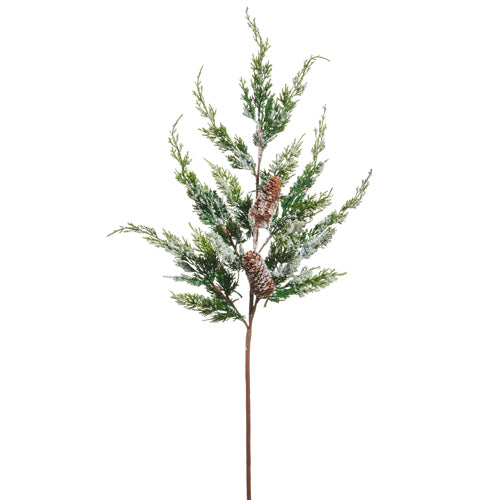 Iced Cypress Branch