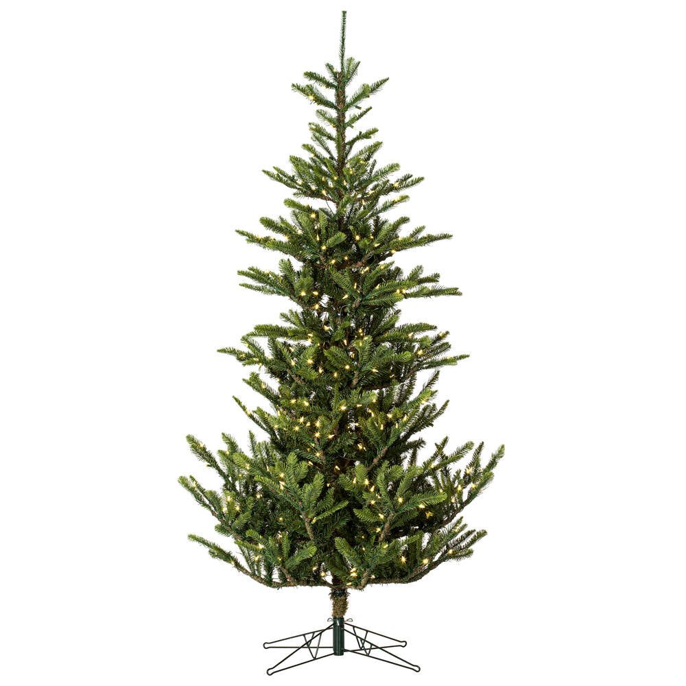 Alberta Spruce