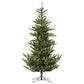Alberta Spruce