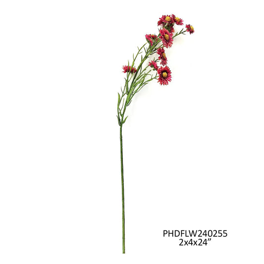 Rosewood Aster