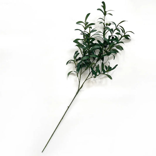 Mission Black Olive Branch