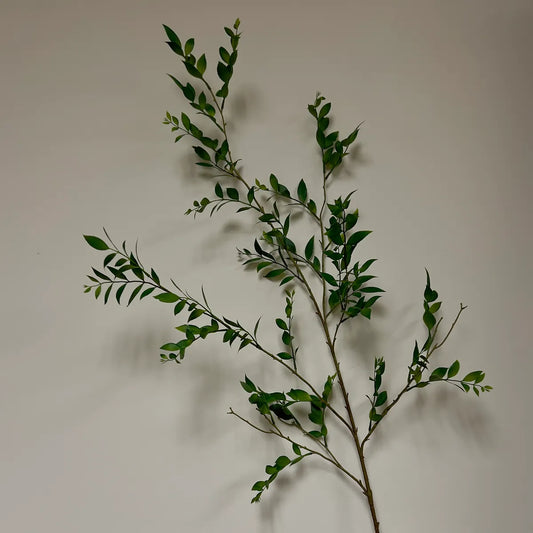 Southern Smilax Branch