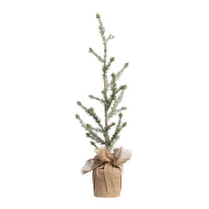 Iced Alpine Tree
