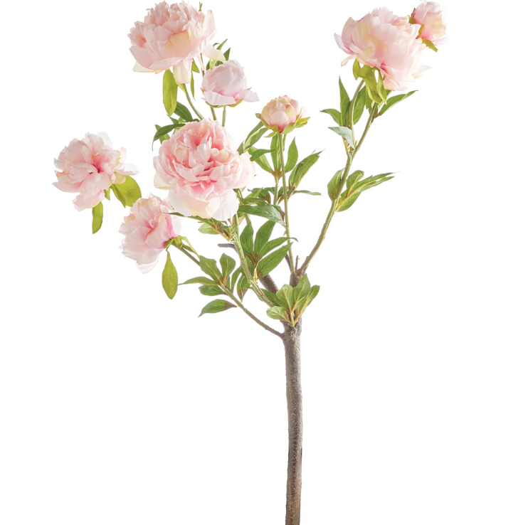 Peony Branch
