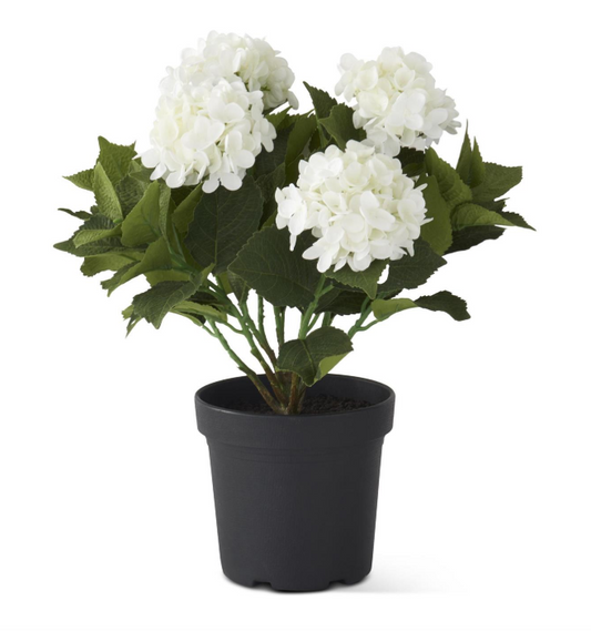 5 Bloom Potted White Hydrangea