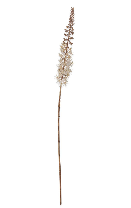 Cream Fox Tail Lily Stem