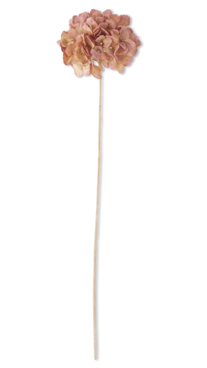 Dried Hydrangea Stem