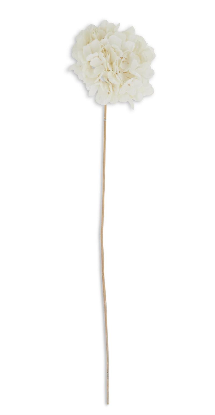 Dried Hydrangea Stem