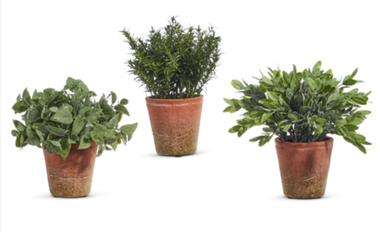 Soft Touch Potted Herb