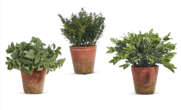 Soft Touch Potted Herb