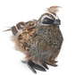 Feathered Quail