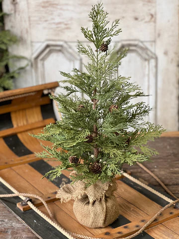North Rim Hemlock Tree