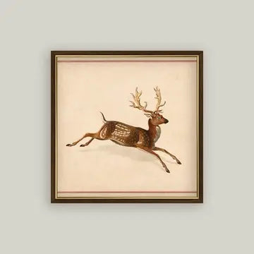 Spotted Deer