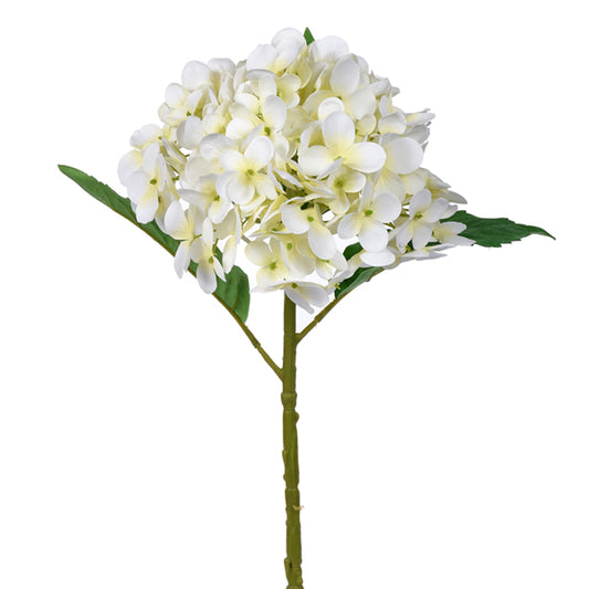 Cream Hydrangea