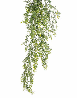 Hanging Lemon Beauty