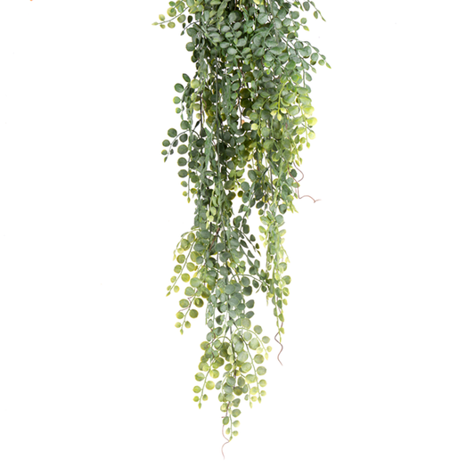 Hanging Button Fern