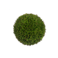 Sedium Ball