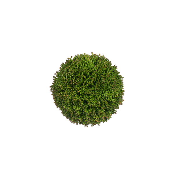 Sedium Ball
