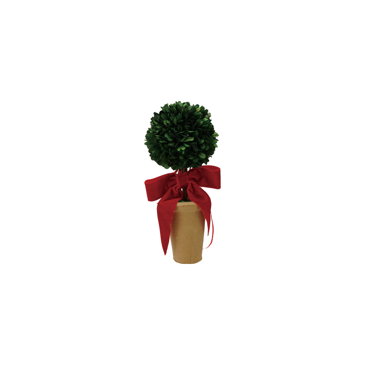Dried Boxwood Tree in Terra-cotta Pot