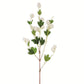 Cream Hops Stem