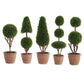 Cypress Topiary Trees in Pot