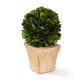 Preserved Boxwood Mini Topiary in Pot