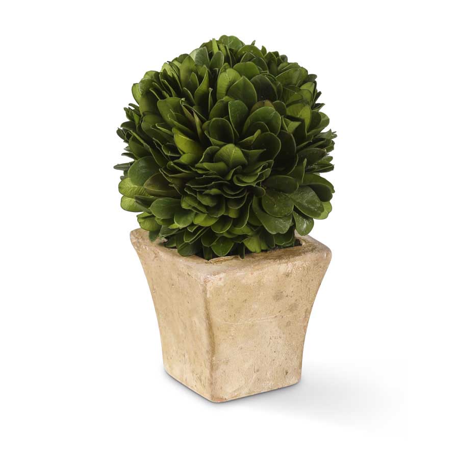 Preserved Boxwood Mini Topiary in Pot