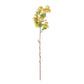 Pear Stem