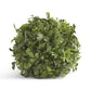 Boxwood Ball