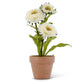 White Zinnia in Ceramic Pot