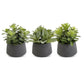 Black Pot Succulents