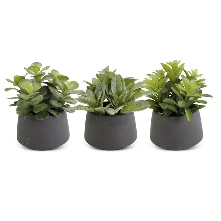 Black Pot Succulents