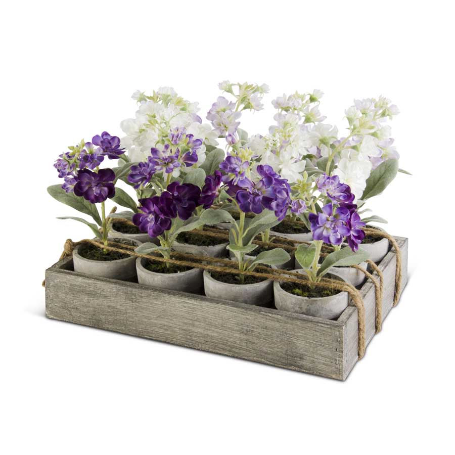 Potted Delphiniums