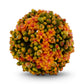 Orange Kalanchoe Ball
