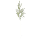 Asparagus Fern Stem
