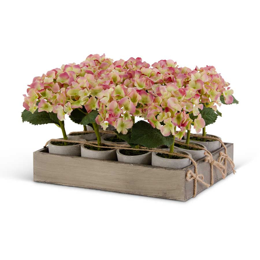 Potted Pink & Green Hydrangeas
