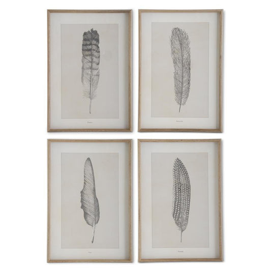 Framed Feather Prints