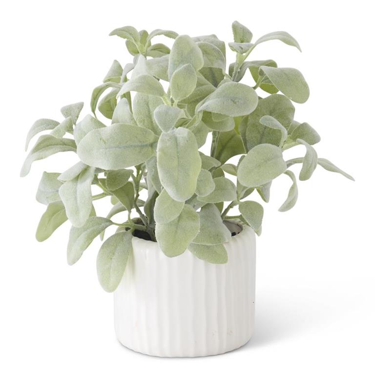 Potted Lambs Ear