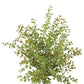 Pepper Grass Pick