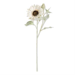White Sunflower