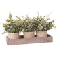 Potted Eucalyptus Plants on Tray